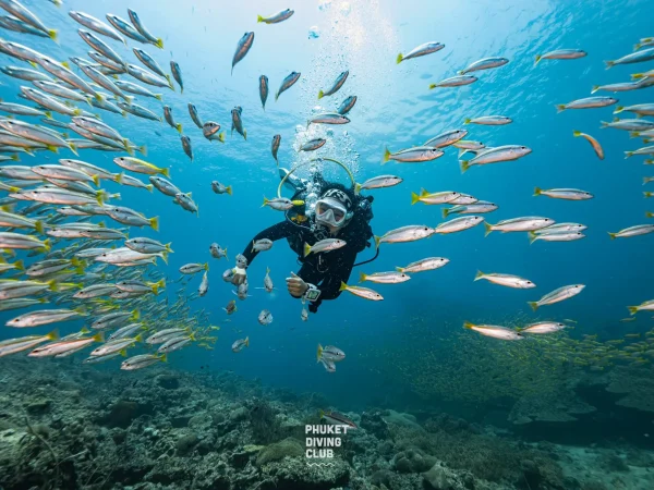 Fun Dive Phi Phi Islands 3 Dives